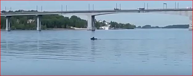 Лоси и зайцы начали бегать по Костроме и все чаще попадать на видео https://vk.com/video-157232463_456249907?list=fbf24e8e1d106dae9c