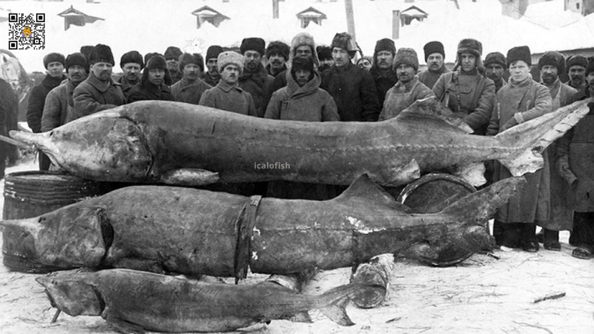 Возвращение костромского осетра https://blogger.googleusercontent.com/img/b/R29vZ2xl/AVvXsEhIy1mec12H6FJUuIH2XUELvoG-QRgn_VRBBbrAAEvyxCKGFmZlqoyKj8uRTOvtYz3wB8U3Dabxn--vhslzbZ0u6ffNeSNGzzE7mfWUEvX2BB7c5qPTGS3c2oL1f4XAw3ObBq7O2ILGqmwHcwYaSQgjn_nMMudMwD1hfeyZOR-iU_NdPbJy8BqY9X5dQA/s1920/Sturgeon%20Beluga.jpg