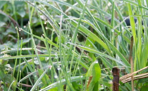 Неожиданный фаворит осеннего сезона: шалфейный маникюр с золотыми акцентами Неожиданный фаворит осеннего сезона: шалфейный маникюр с золотыми акцентами