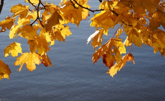 Народные приметы 14 ноября: когда воробьи и куры знают погоду лучше синоптиков — узнайте, первыми Народные приметы 14 ноября: когда воробьи и куры знают погоду лучше синоптиков — узнайте, первыми