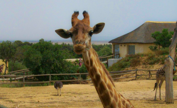 Попробовала улиточный суп на базаре – и ощутила новый вкус к жизни: дерзость кухни Марокко манит Попробовала улиточный суп на базаре – и ощутила новый вкус к жизни: дерзость кухни Марокко манит